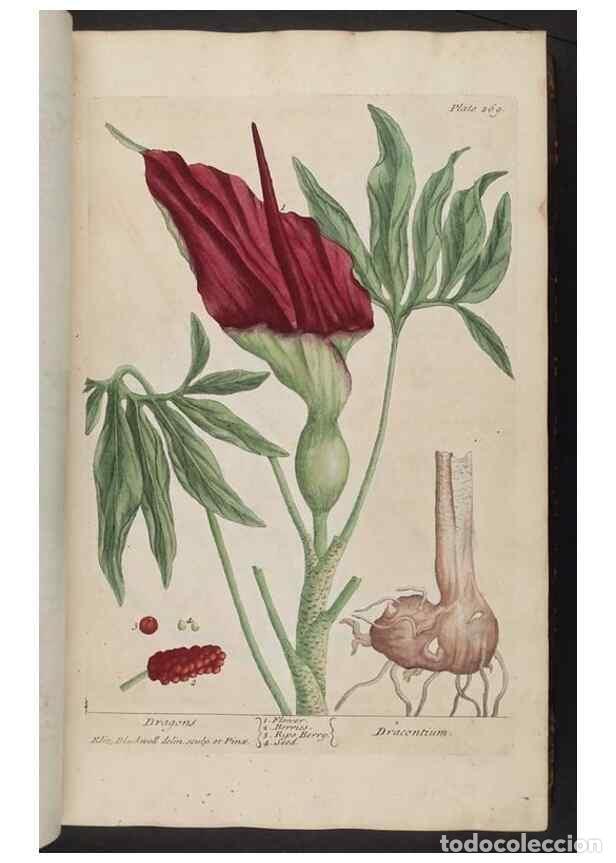 Coleccionismo de Revistas y Peri&oacute;dicos: Reproducci&oacute;n/Reproduction 8361108519: A curious herbal. London : Printed for Samuel Harding, 1737-17