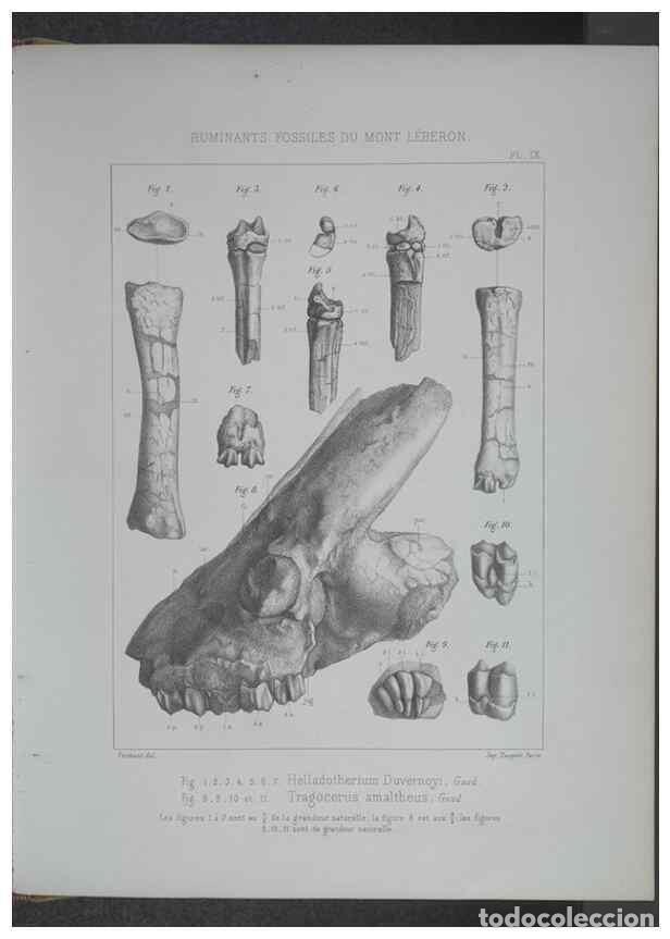 Coleccionismo de Revistas y Peri&oacute;dicos: Reproducci&oacute;n/Reproduction 8358867052: Animaux fossiles du Mont Leberon (Vaucluse) :. Paris :Societe