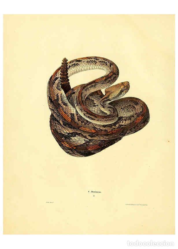 Coleccionismo de Revistas y Peri&oacute;dicos: Reproducci&oacute;n/Reproduction 6298606142: North American herpetology. v.2. Philadelphia :J. Dobson,1836-
