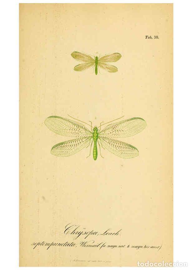 Coleccionismo de Revistas y Peri&oacute;dicos: Reproducci&oacute;n/Reproduction 6289447338: Symbolae ad monographiam generis chrysopae, Leach. Vratislavia
