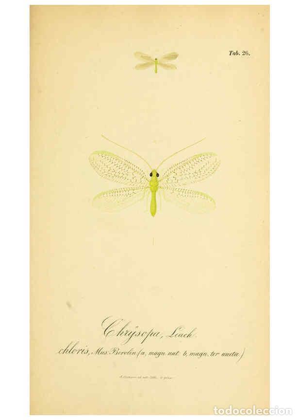 Coleccionismo de Revistas y Peri&oacute;dicos: Reproducci&oacute;n/Reproduction 6289445952: Symbolae ad monographiam generis chrysopae, Leach. Vratislavia