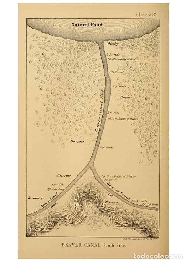 Coleccionismo de Revistas y Peri&oacute;dicos: Reproducci&oacute;n/Reproduction 8358408176: The American beaver and his works.. Philadelphia,J.B. Lippinco