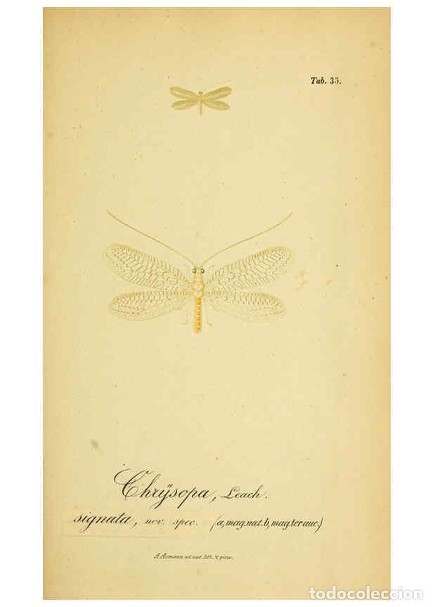 Coleccionismo de Revistas y Peri&oacute;dicos: Reproducci&oacute;n/Reproduction 6289448636: Symbolae ad monographiam generis chrysopae, Leach. Vratislavia