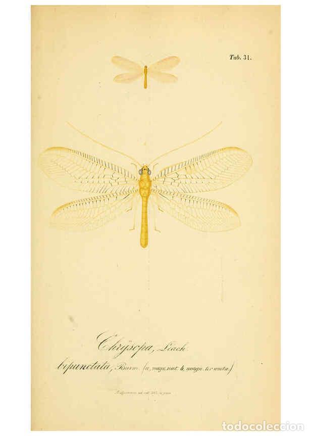 Coleccionismo de Revistas y Peri&oacute;dicos: Reproducci&oacute;n/Reproduction 6288927677: Symbolae ad monographiam generis chrysopae, Leach. Vratislavia