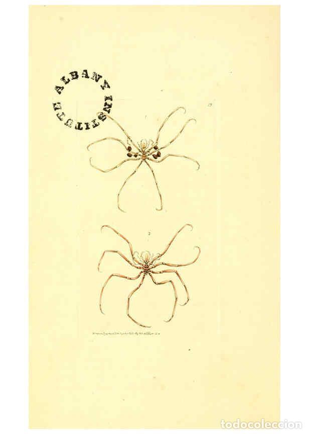 Coleccionismo de Revistas y Peri&oacute;dicos: Reproducci&oacute;n/Reproduction 6298077011: The zoological miscellany. v.1. London :Printed by B. McMillan