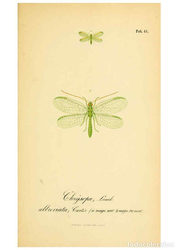 Coleccionismo de Revistas y Peri&oacute;dicos: Reproducci&oacute;n/Reproduction 6288930151: Symbolae ad monographiam generis chrysopae, Leach. Vratislavia