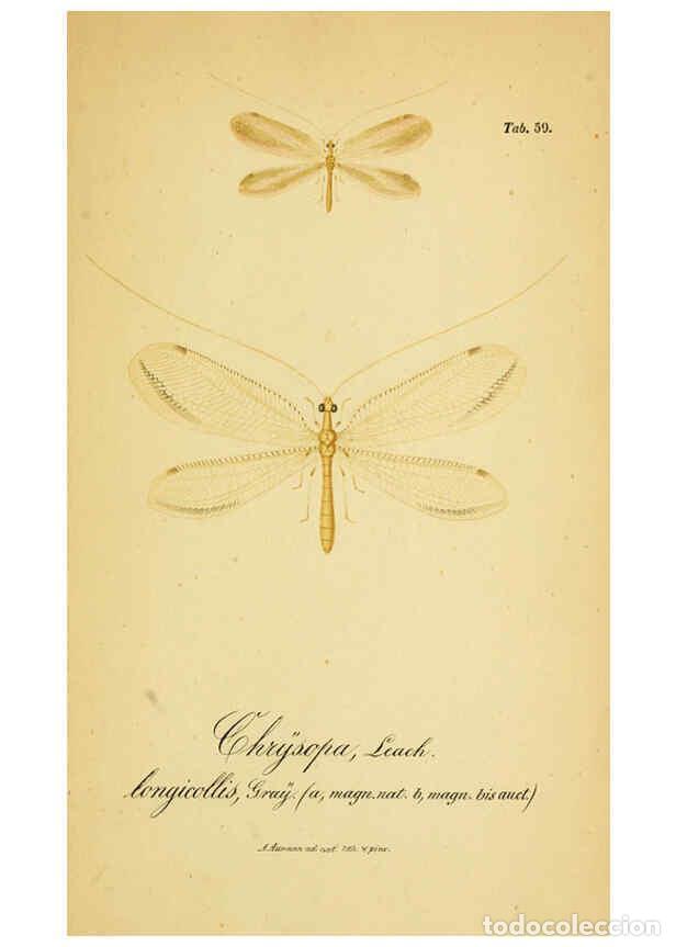 Coleccionismo de Revistas y Peri&oacute;dicos: Reproducci&oacute;n/Reproduction 6289455138: Symbolae ad monographiam generis chrysopae, Leach. Vratislavia