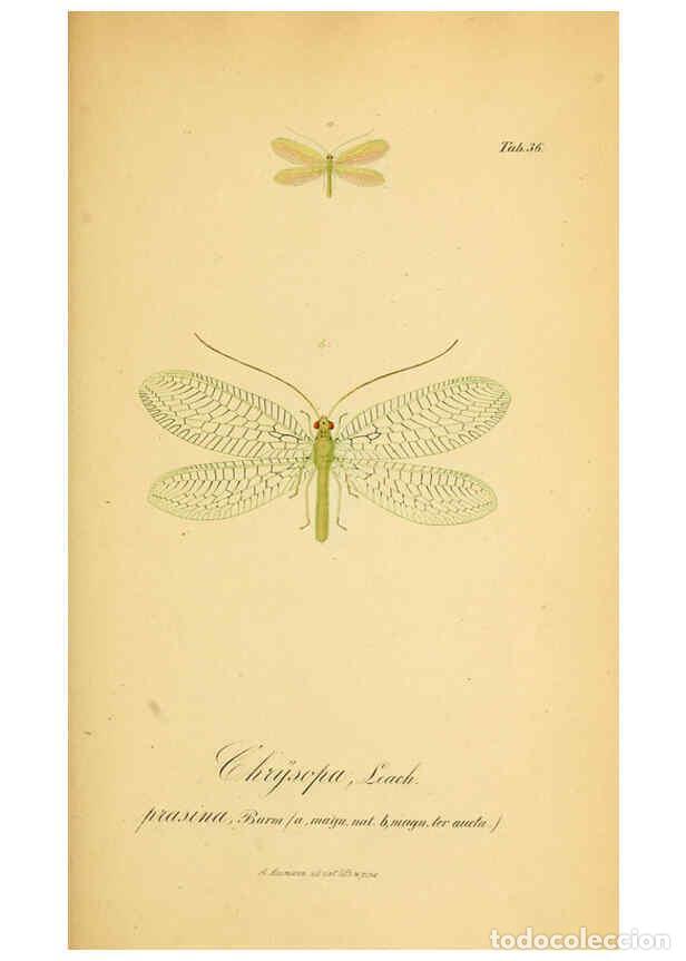 Coleccionismo de Revistas y Peri&oacute;dicos: Reproducci&oacute;n/Reproduction 6289448948: Symbolae ad monographiam generis chrysopae, Leach. Vratislavia