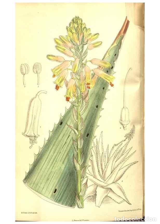 Coleccionismo de Revistas y Peri&oacute;dicos: Reproducci&oacute;n/Reproduction 8347247972: Curtis's botanical magazine.. London ;New York [etc.] :Academi