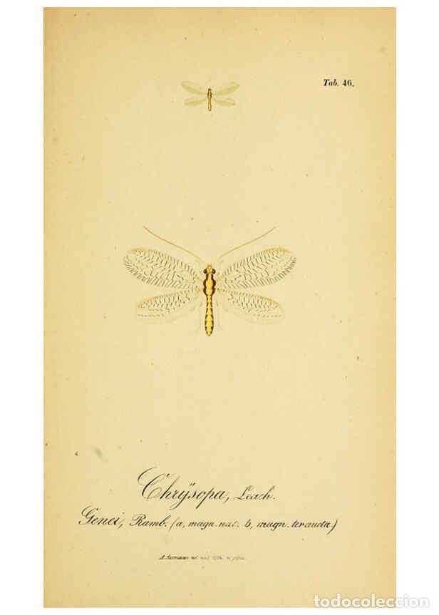 Coleccionismo de Revistas y Peri&oacute;dicos: Reproducci&oacute;n/Reproduction 6288931467: Symbolae ad monographiam generis chrysopae, Leach. Vratislavia