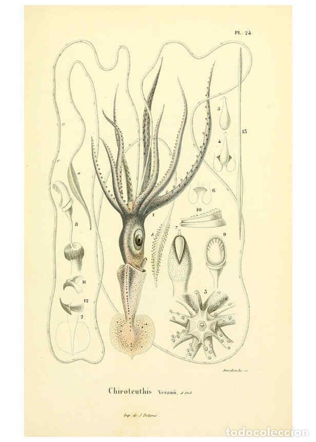 Coleccionismo de Revistas y Peri&oacute;dicos: Reproducci&oacute;n/Reproduction 6289219601: Mollusques vivants et fossiles. Atlas. Paris :Gide et Cie., &eacute;d