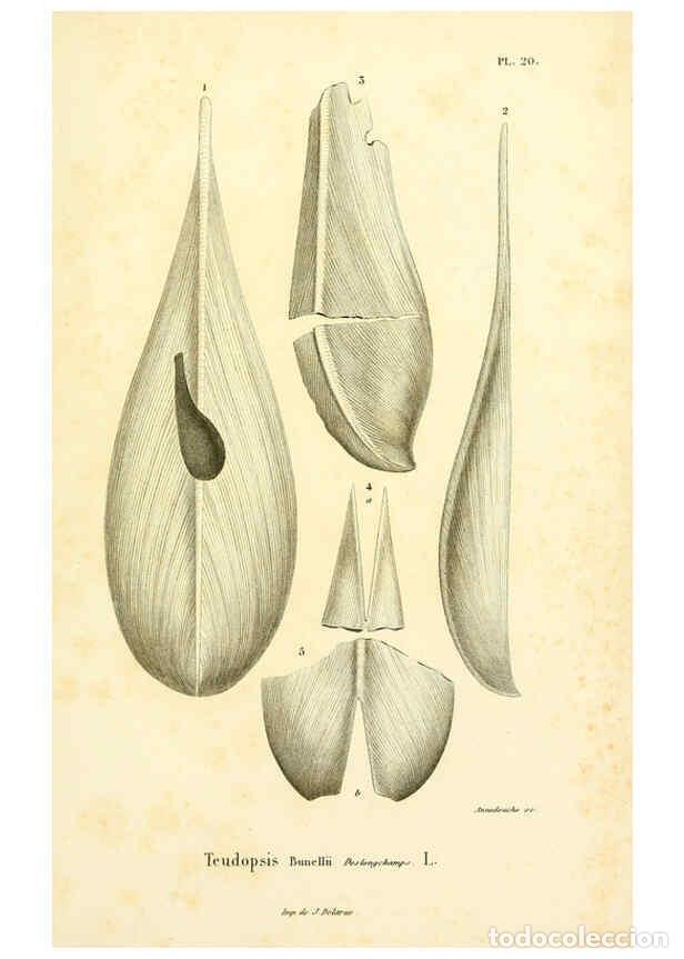 Coleccionismo de Revistas y Peri&oacute;dicos: Reproducci&oacute;n/Reproduction 6289216869: Mollusques vivants et fossiles. Atlas. Paris :Gide et Cie., &eacute;d