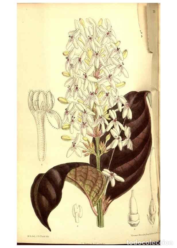 Coleccionismo de Revistas y Peri&oacute;dicos: Reproducci&oacute;n/Reproduction 8346199091: Curtis's botanical magazine.. London ;New York [etc.] :Academi