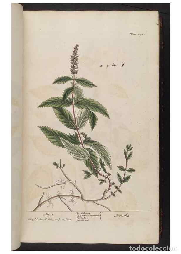 Coleccionismo de Revistas y Peri&oacute;dicos: Reproducci&oacute;n/Reproduction 8361113869: A curious herbal. London : Printed for Samuel Harding, 1737-17
