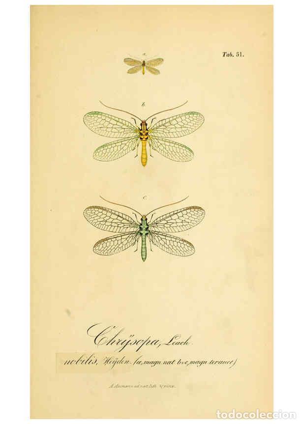 Coleccionismo de Revistas y Peri&oacute;dicos: Reproducci&oacute;n/Reproduction 6289453106: Symbolae ad monographiam generis chrysopae, Leach. Vratislavia