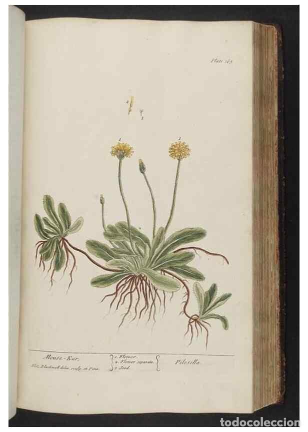 Colecionismo de Revistas e Jornais: Reproducci&oacute;n/Reproduction 8361134769: A curious herbal. London : Printed for Samuel Harding, 1737-17