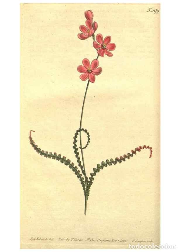Colecionismo de Revistas e Jornais: Reproducci&oacute;n/Reproduction 8318278210: Curtis's botanical magazine.. London ;New York [etc.] :Academi
