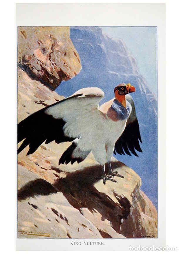 Colecionismo de Revistas e Jornais: Reproducci&oacute;n/Reproduction 6263153587: Wild life of the world. v.2. London ;F. Warne and co.,1916 - R