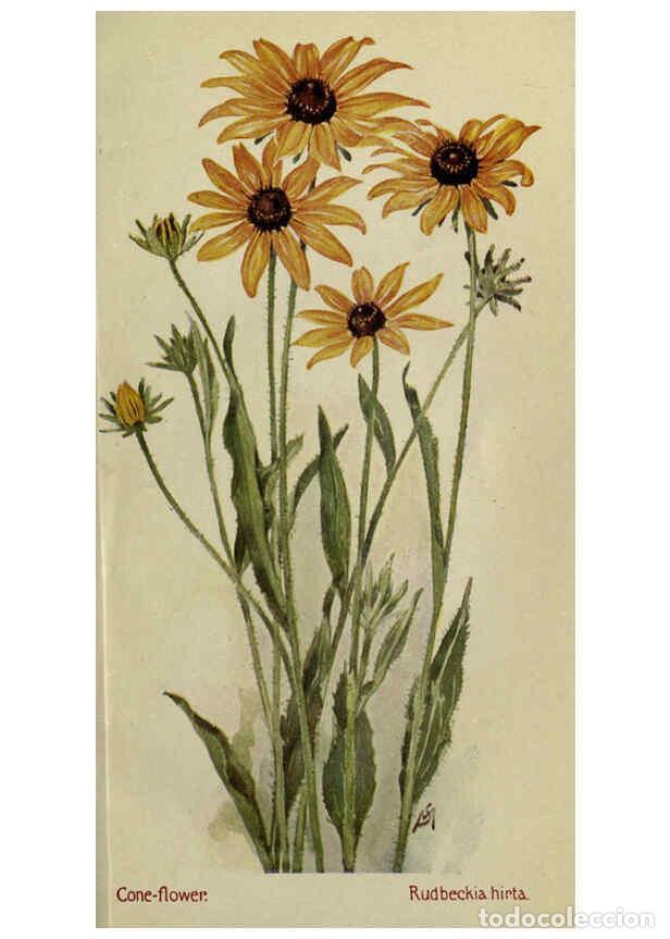 Colecionismo de Revistas e Jornais: Reproducci&oacute;n/Reproduction 6263088925: Field book of American wild flowers New York,Putnam,[1912] - F