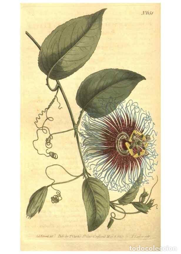 Colecionismo de Revistas e Jornais: Reproducci&oacute;n/Reproduction 8317258909: Curtis's botanical magazine.. London ;New York [etc.] :Academi