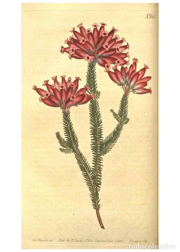 Colecionismo de Revistas e Jornais: Reproducci&oacute;n/Reproduction 8318287244: Curtis's botanical magazine.. London ;New York [etc.] :Academi