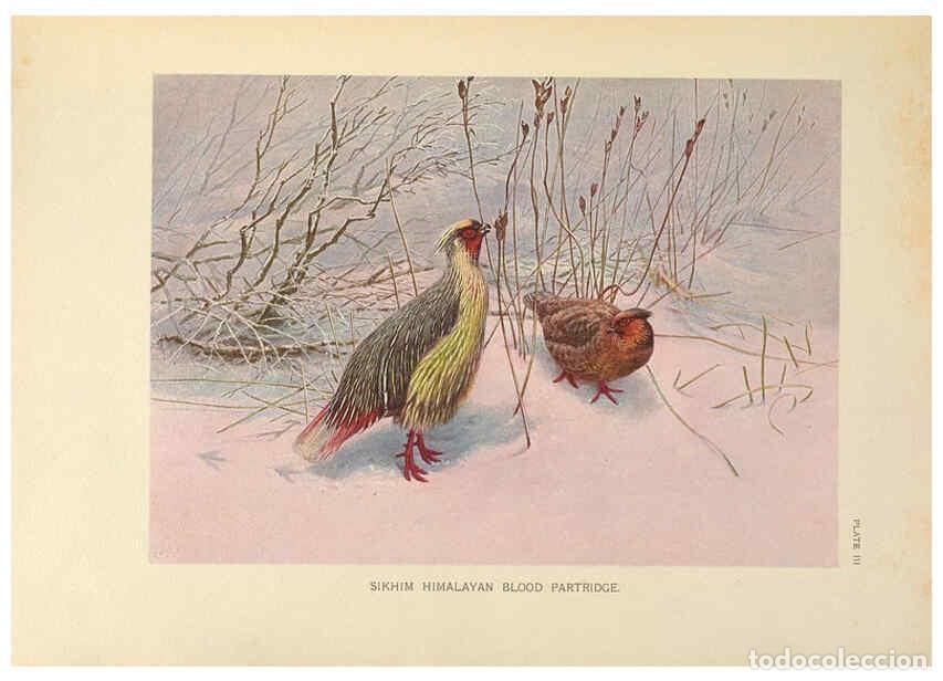 Colecionismo de Revistas e Jornais: Reproducci&oacute;n/Reproduction 6263641572: A monograph of the pheasants. v.1. London, England :Published
