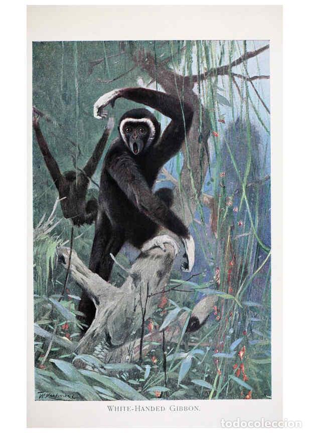 Colecionismo de Revistas e Jornais: Reproducci&oacute;n/Reproduction 6263149969: Wild life of the world. v.2. London ;F. Warne and co.,1916 - R