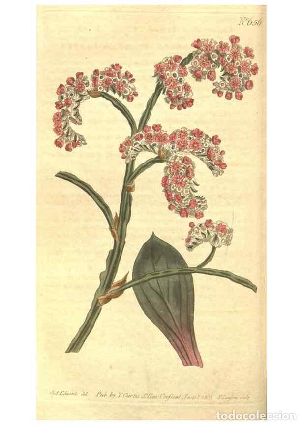 Colecionismo de Revistas e Jornais: Reproducci&oacute;n/Reproduction 8318317950: Curtis's botanical magazine.. London ;New York [etc.] :Academi