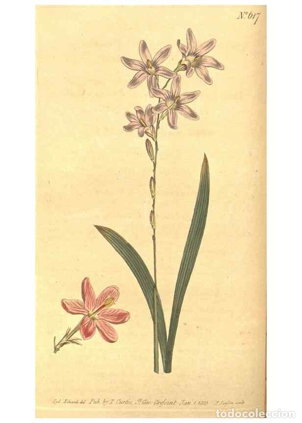 Colecionismo de Revistas e Jornais: Reproducci&oacute;n/Reproduction 8317235441: Curtis's botanical magazine.. London ;New York [etc.] :Academi