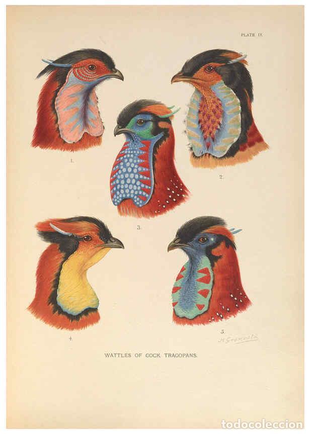 Colecionismo de Revistas e Jornais: Reproducci&oacute;n/Reproduction 6263117429: A monograph of the pheasants. v.1. London, England :Published