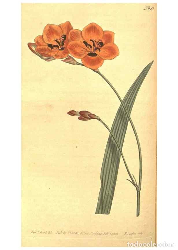 Colecionismo de Revistas e Jornais: Reproducci&oacute;n/Reproduction 8317238991: Curtis's botanical magazine.. London ;New York [etc.] :Academi