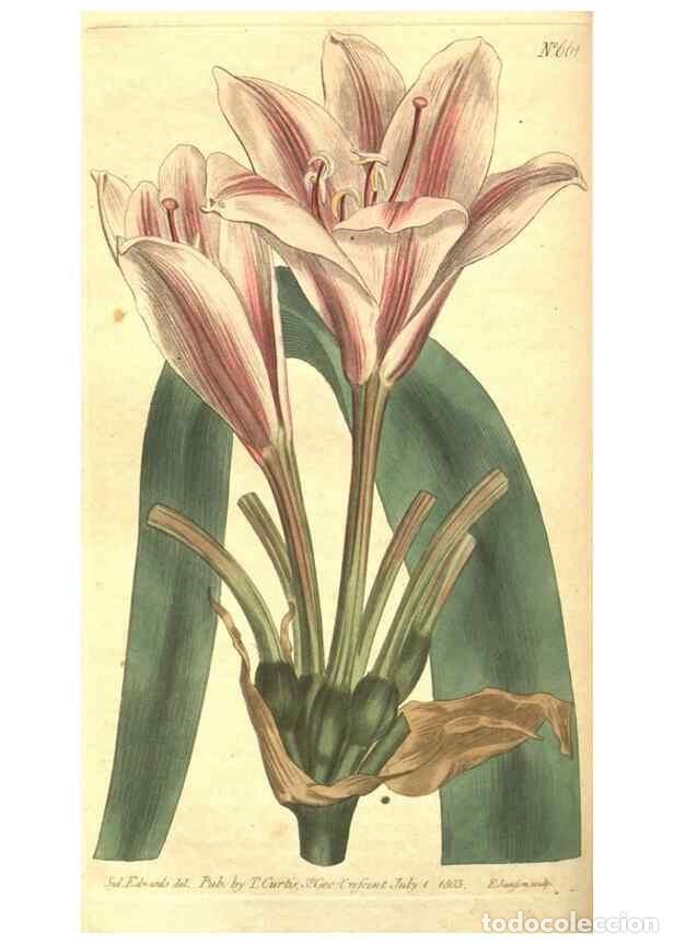 Colecionismo de Revistas e Jornais: Reproducci&oacute;n/Reproduction 8318321176: Curtis's botanical magazine.. London ;New York [etc.] :Academi