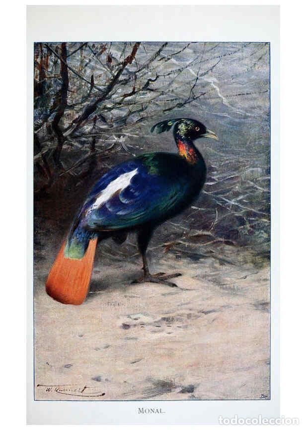 Colecionismo de Revistas e Jornais: Reproducci&oacute;n/Reproduction 6263149787: Wild life of the world. v.2. London ;F. Warne and co.,1916 - R