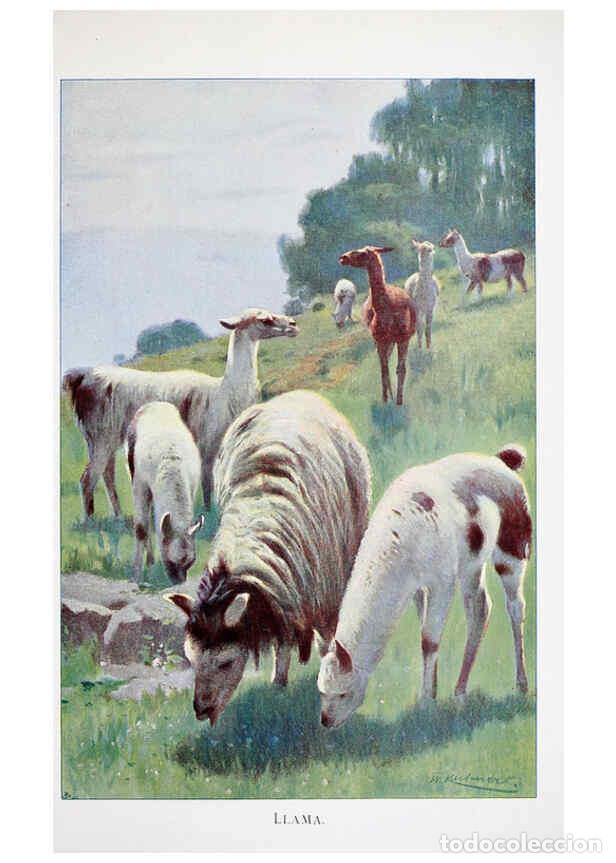 Colecionismo de Revistas e Jornais: Reproducci&oacute;n/Reproduction 6263152783: Wild life of the world. v.2. London ;F. Warne and co.,1916 - R