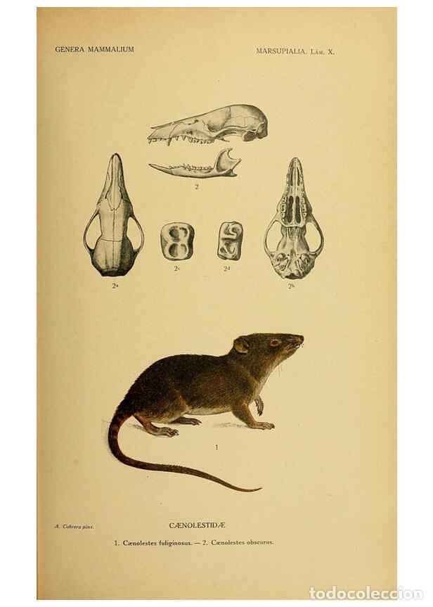 Colecionismo de Revistas e Jornais: Reproducci&oacute;n/Reproduction 6260712236: Genera mammalium Madrid,1919 - Angel Cabrera