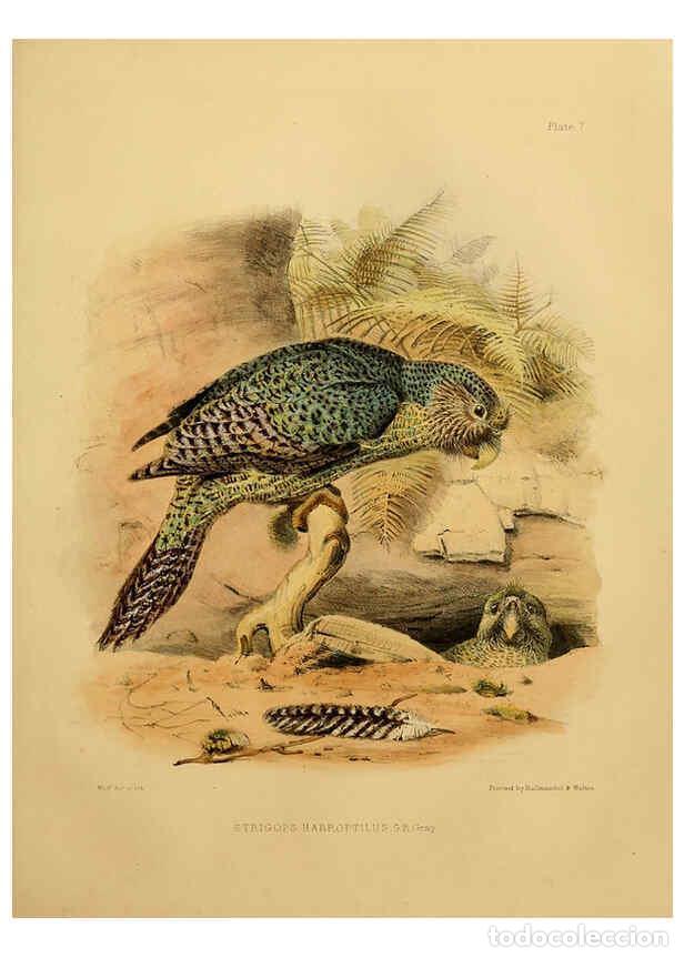 Colecionismo de Revistas e Jornais: Reproducci&oacute;n/Reproduction 6258378968: The zoology of the voyage of the H.M.S. Erebus & Terror. v.1.