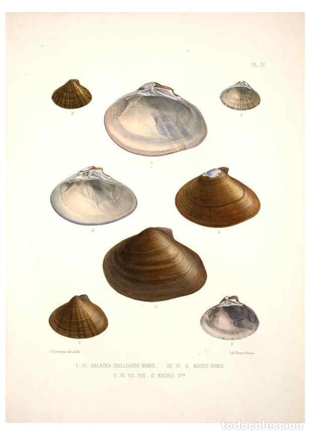 Colecionismo de Revistas e Jornais: Reproducci&oacute;n/Reproduction 6263171031: Monographie des genres Galatea et Fischeria Paris :L. Tinterli