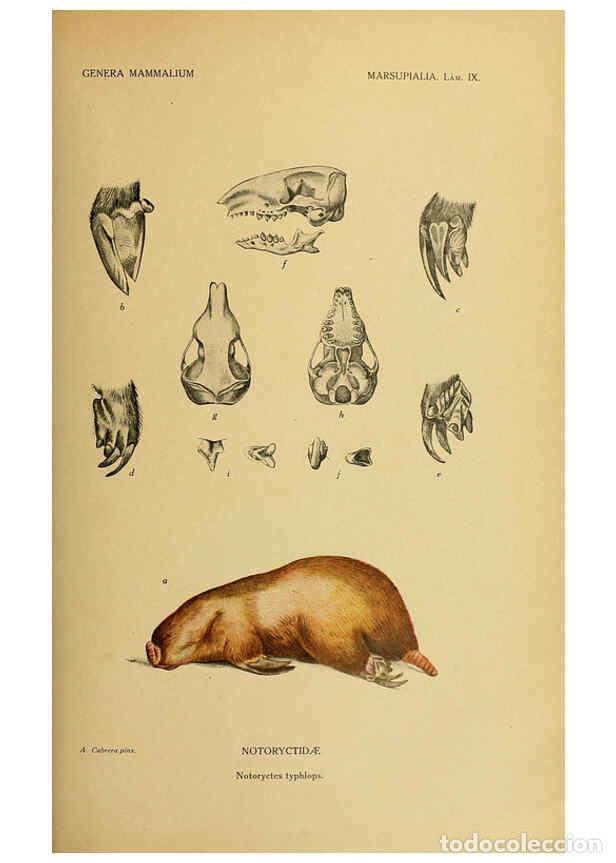 Colecionismo de Revistas e Jornais: Reproducci&oacute;n/Reproduction 6260712064: Genera mammalium Madrid,1919 - Angel Cabrera