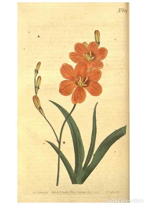Colecionismo de Revistas e Jornais: Reproducci&oacute;n/Reproduction 8318285068: Curtis's botanical magazine.. London ;New York [etc.] :Academi