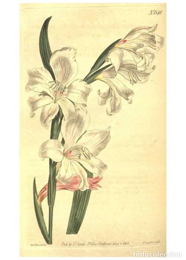 Colecionismo de Revistas e Jornais: Reproducci&oacute;n/Reproduction 8317256971: Curtis's botanical magazine.. London ;New York [etc.] :Academi