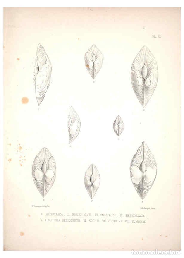 Colecionismo de Revistas e Jornais: Reproducci&oacute;n/Reproduction 6263172399: Monographie des genres Galatea et Fischeria Paris :L. Tinterli