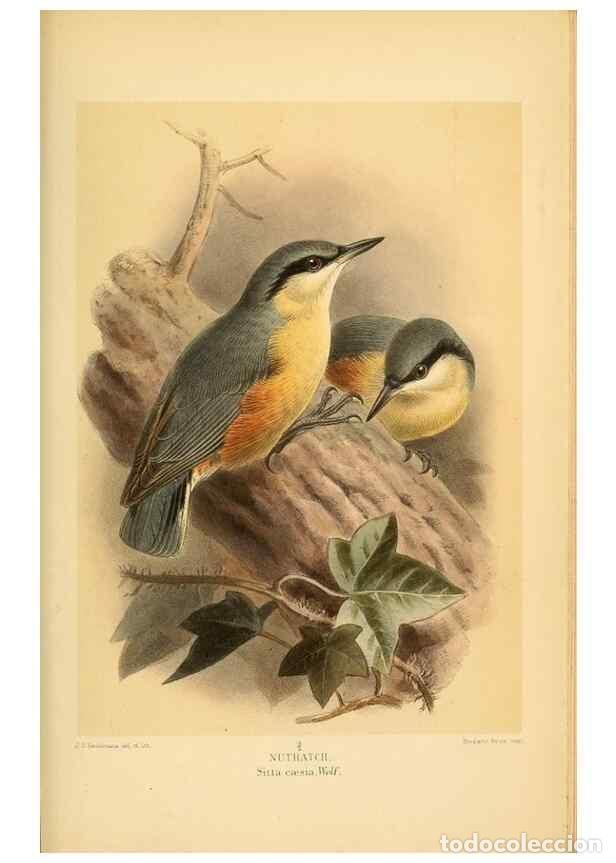 Colecionismo de Revistas e Jornais: Reproducci&oacute;n/Reproduction 8291318686: Coloured figures of the birds of the British Islands / issued