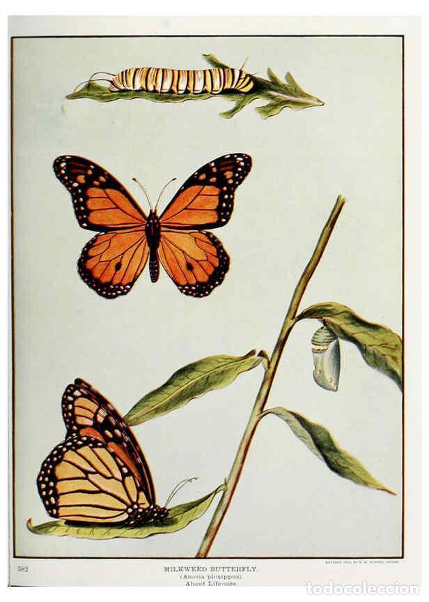 Coleccionismo de Revistas y Peri&oacute;dicos: Reproducci&oacute;n/Reproduction 6276930784: Nature neighbors. v.5. Chicago,American Audobon association[c1