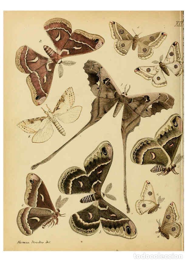 Coleccionismo de Revistas y Peri&oacute;dicos: Reproducci&oacute;n/Reproduction 6276296337: Lepidoptera, rhopaloceres and heteroceres, indigenous and exot
