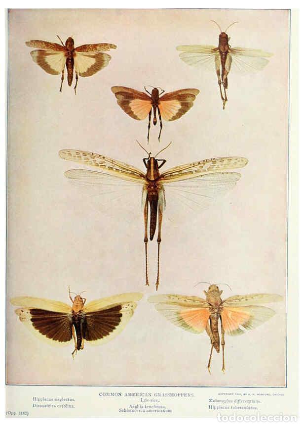 Coleccionismo de Revistas y Peri&oacute;dicos: Reproducci&oacute;n/Reproduction 6276410893: Nature neighbors. v.5. Chicago,American Audobon association[c1