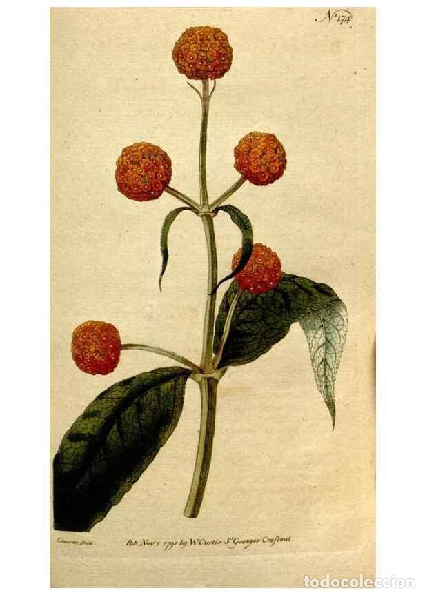 Coleccionismo de Revistas y Peri&oacute;dicos: Reproducci&oacute;n/Reproduction 8560600492: The Botanical magazine, or, Flower-garden displayed ... /. [S.