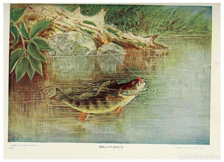 Coleccionismo de Revistas y Peri&oacute;dicos: Reproducci&oacute;n/Reproduction 6276934870: Nature neighbors. v.5. Chicago,American Audobon association[c1