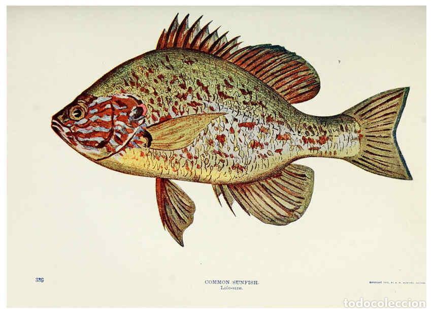 Coleccionismo de Revistas y Peri&oacute;dicos: Reproducci&oacute;n/Reproduction 6276933370: Nature neighbors. v.5. Chicago,American Audobon association[c1