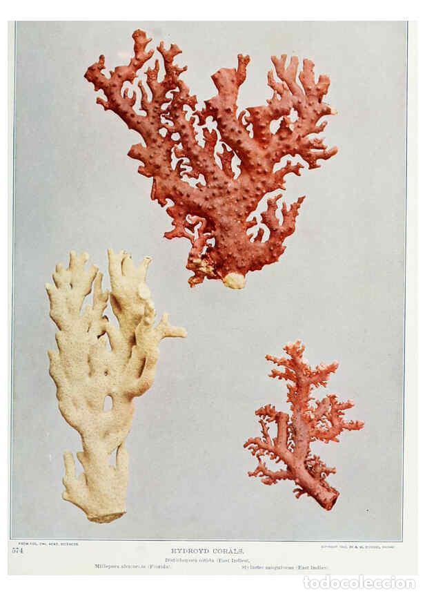 Coleccionismo de Revistas y Peri&oacute;dicos: Reproducci&oacute;n/Reproduction 6276401517: Nature neighbors. v.5. Chicago,American Audobon association[c1