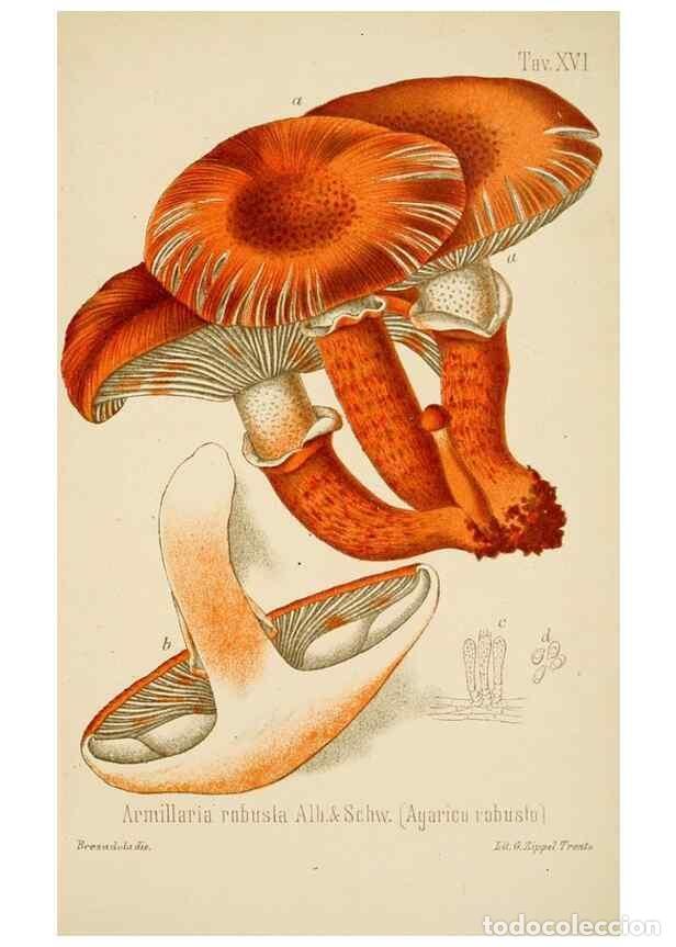 Coleccionismo de Revistas y Peri&oacute;dicos: Reproducci&oacute;n/Reproduction 8573774471: I funghi mangerecci e velenosi dell'Europa media,. Trento,G. Z